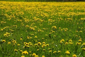 bloemen boerderijcamping