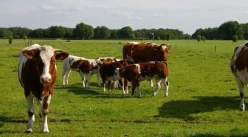 Kom wandelen tijdens het Vechtdal Wandelweekend