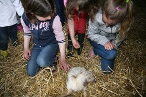 geitje geboren boerencamping