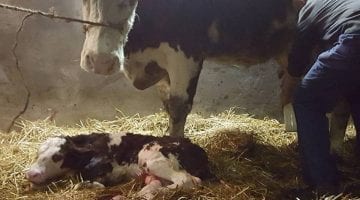 Kraamtijd op boerencamping Het Varsenerveld