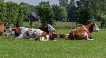 Het Varsenerveld staat op de online SVR Beurs