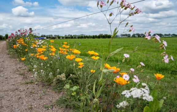 Ontdek de charme van Ommen vanuit Boerderijcamping Het Varsenerveld